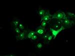 RFXANK Antibody in Immunocytochemistry (ICC/IF)