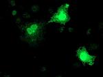 RFXANK Antibody in Immunocytochemistry (ICC/IF)