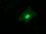 RFXANK Antibody in Immunocytochemistry (ICC/IF)