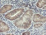RFXANK Antibody in Immunohistochemistry (Paraffin) (IHC (P))