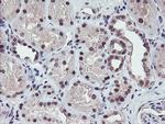 RFXANK Antibody in Immunohistochemistry (Paraffin) (IHC (P))