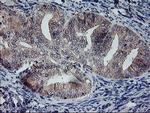 RFXANK Antibody in Immunohistochemistry (Paraffin) (IHC (P))