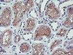 RFXANK Antibody in Immunohistochemistry (Paraffin) (IHC (P))