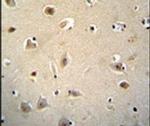 RGAG4 Antibody in Immunohistochemistry (IHC)