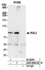 RGL2 Polyclonal Antibody