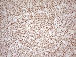 RGL2 Antibody in Immunohistochemistry (Paraffin) (IHC (P))