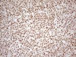 RGL2 Antibody in Immunohistochemistry (Paraffin) (IHC (P))