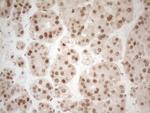 RGL2 Antibody in Immunohistochemistry (Paraffin) (IHC (P))