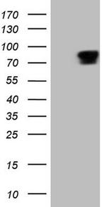 RGL2 Antibody in Western Blot (WB)