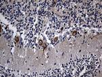 RGMA Antibody in Immunohistochemistry (Paraffin) (IHC (P))