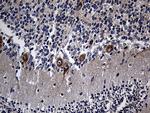 RGMA Antibody in Immunohistochemistry (Paraffin) (IHC (P))