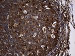 RGS10 Antibody in Immunohistochemistry (Paraffin) (IHC (P))