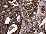 RGS10 Antibody in Immunohistochemistry (Paraffin) (IHC (P))