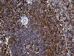 RGS10 Antibody in Immunohistochemistry (Paraffin) (IHC (P))