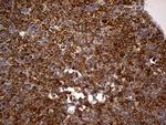 RGS10 Antibody in Immunohistochemistry (Paraffin) (IHC (P))