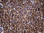 RGS13 Antibody in Immunohistochemistry (Paraffin) (IHC (P))