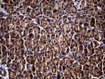 RGS13 Antibody in Immunohistochemistry (Paraffin) (IHC (P))