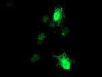 RGS16 Antibody in Immunocytochemistry (ICC/IF)