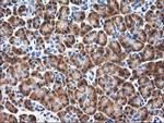RGS16 Antibody in Immunohistochemistry (Paraffin) (IHC (P))