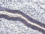 RGS16 Antibody in Immunohistochemistry (Paraffin) (IHC (P))