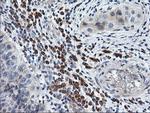 RGS16 Antibody in Immunohistochemistry (Paraffin) (IHC (P))