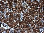 RGS16 Antibody in Immunohistochemistry (Paraffin) (IHC (P))