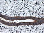 RGS16 Antibody in Immunohistochemistry (Paraffin) (IHC (P))