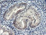 RGS16 Antibody in Immunohistochemistry (Paraffin) (IHC (P))