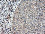 RGS16 Antibody in Immunohistochemistry (Paraffin) (IHC (P))