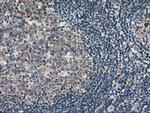 RGS16 Antibody in Immunohistochemistry (Paraffin) (IHC (P))