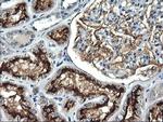 RGS16 Antibody in Immunohistochemistry (Paraffin) (IHC (P))