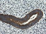 RGS16 Antibody in Immunohistochemistry (Paraffin) (IHC (P))