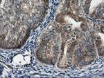 RGS16 Antibody in Immunohistochemistry (Paraffin) (IHC (P))