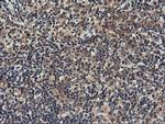 RGS16 Antibody in Immunohistochemistry (Paraffin) (IHC (P))