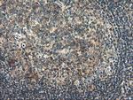 RGS16 Antibody in Immunohistochemistry (Paraffin) (IHC (P))