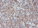 RGS16 Antibody in Immunohistochemistry (Paraffin) (IHC (P))