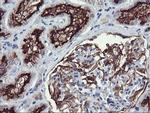 RGS16 Antibody in Immunohistochemistry (Paraffin) (IHC (P))