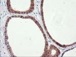 RGS16 Antibody in Immunohistochemistry (Paraffin) (IHC (P))