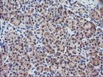 RGS16 Antibody in Immunohistochemistry (Paraffin) (IHC (P))