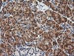 RGS16 Antibody in Immunohistochemistry (Paraffin) (IHC (P))
