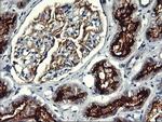 RGS16 Antibody in Immunohistochemistry (Paraffin) (IHC (P))