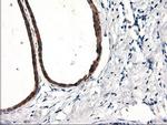 RGS16 Antibody in Immunohistochemistry (Paraffin) (IHC (P))
