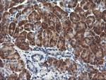 RGS16 Antibody in Immunohistochemistry (Paraffin) (IHC (P))