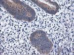 RGS16 Antibody in Immunohistochemistry (Paraffin) (IHC (P))