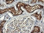 RGS16 Antibody in Immunohistochemistry (Paraffin) (IHC (P))