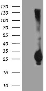 RGS17 Antibody in Western Blot (WB)