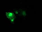 RHOD Antibody in Immunocytochemistry (ICC/IF)