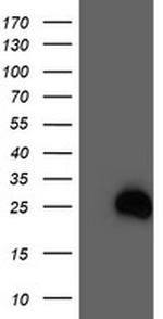RHOD Antibody in Western Blot (WB)