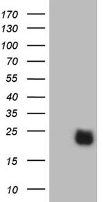 RHOH Antibody in Western Blot (WB)