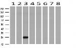 RHOJ Antibody in Western Blot (WB)